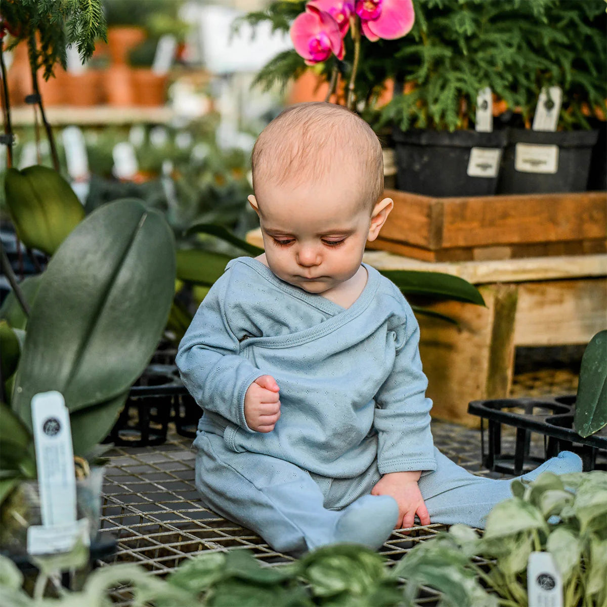 Pointelle Kimono Set - Twinkle - Sky Blue - Twinkle Twinkle Little One