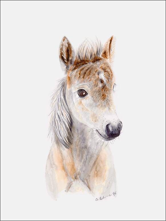 Baby Horse Portrait Canvas