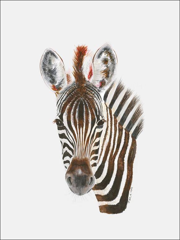 Baby Zebra Portrait Canvas