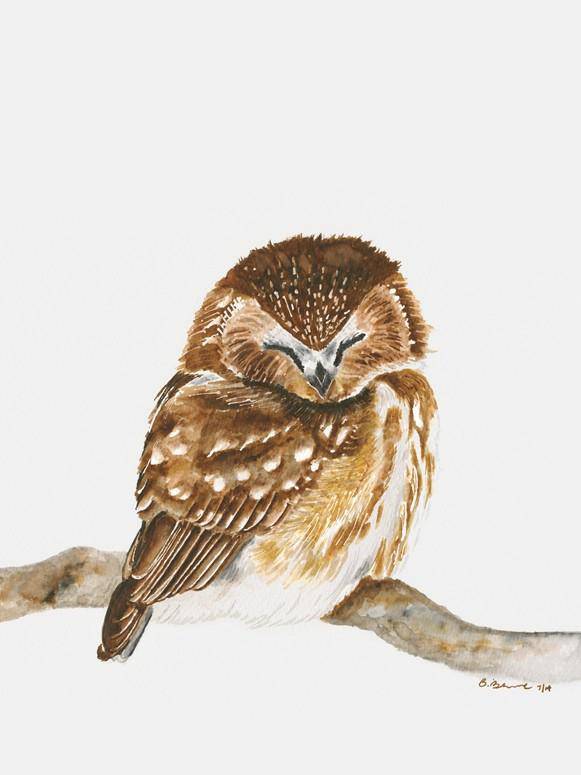 Sleeping Owl Portrait Canvas Art