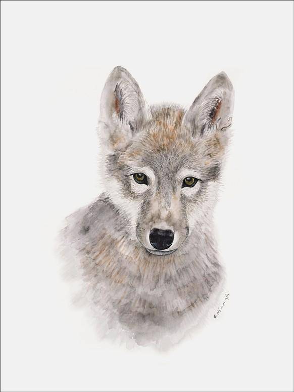 Wolf Pup Portrait Canvas